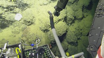 Media type: image;   Invertebrate Zoology 153114 Description: live specimen;
